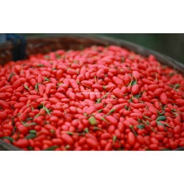 Chinese Wolfberry, Goji Berry (0006)